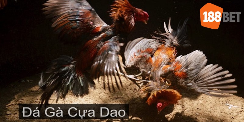 Đá gà cựa dao